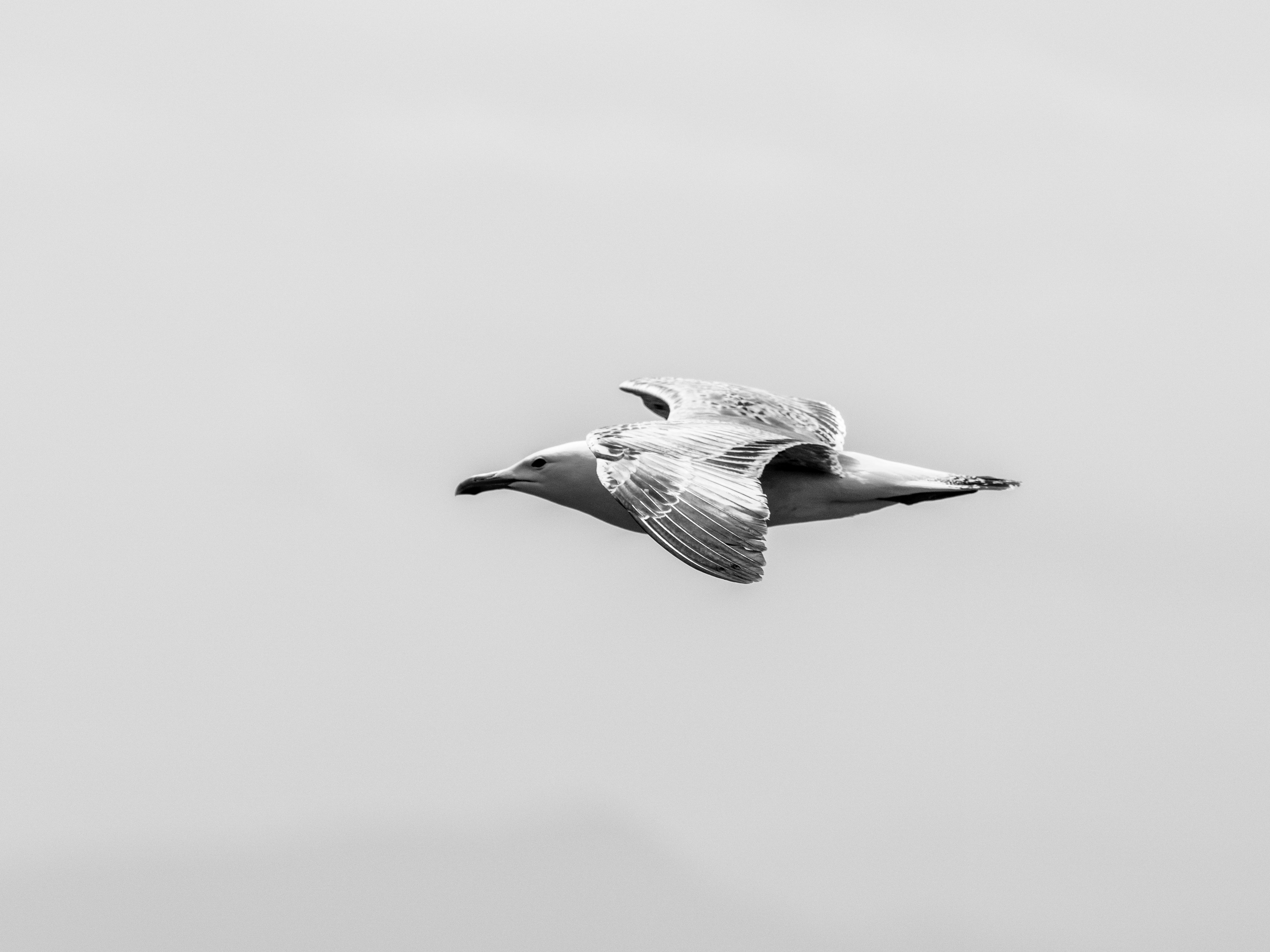 Gratuit Gros plan noir et blanc d'une mouette volant gracieusement dans un ciel clair, symbolisant la liberté. Photos