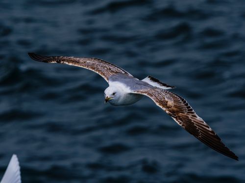 Free Close-up of a seagull in flight above the ocean, showcasing its detailed feathers and elegance. Stock Photo