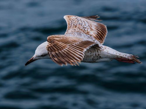 Free A stunning close-up of a seagull in flight over deep blue ocean waves, capturing the beauty of wildlife. Stock Photo