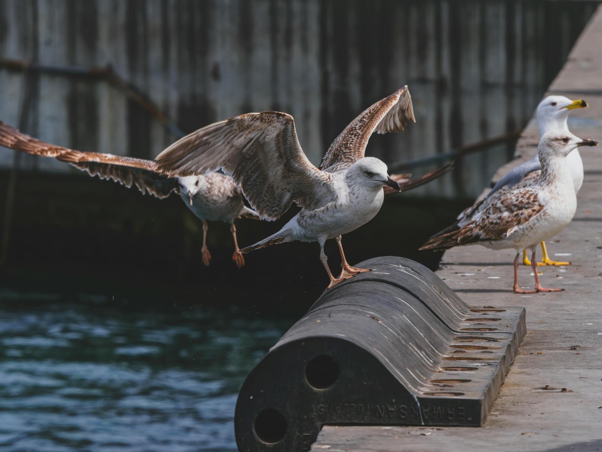a cute seagull in the harbor