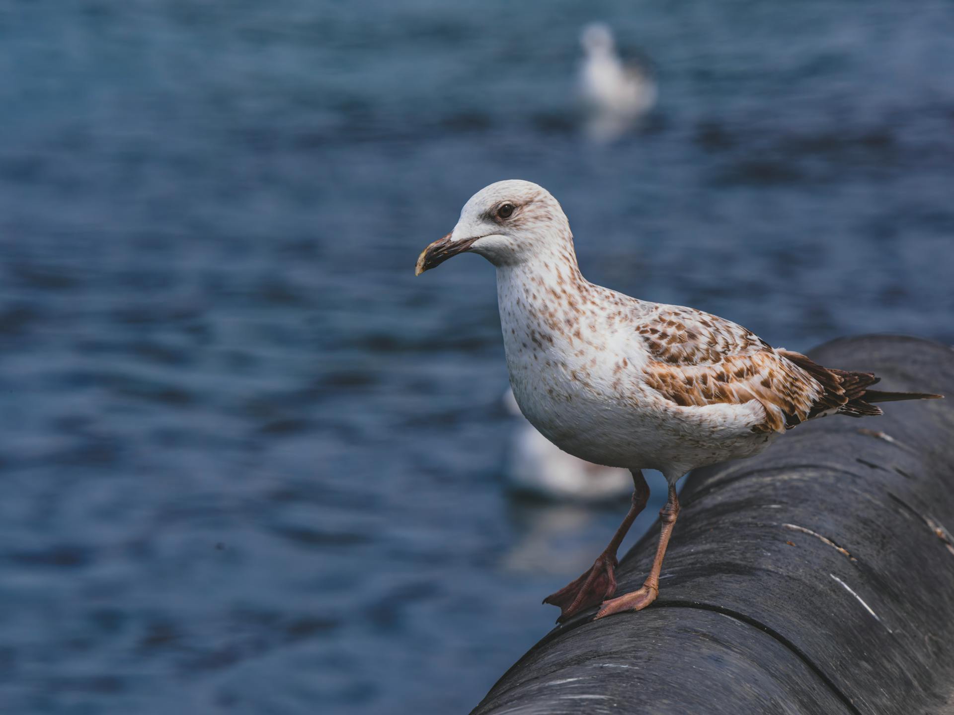 a cute seagull in the harbor