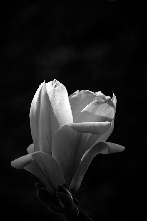 Free A stunning black and white close-up of a blooming flower with a dramatic dark background. Stock Photo
