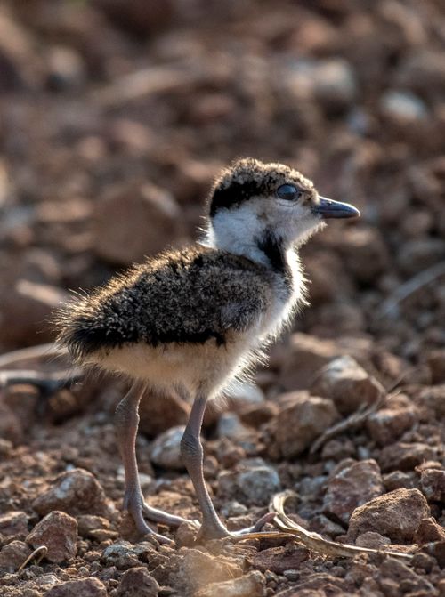 Free Adorable baby bird standing on rocky ground under sunlight, showcasing early life in the wild. Stock Photo