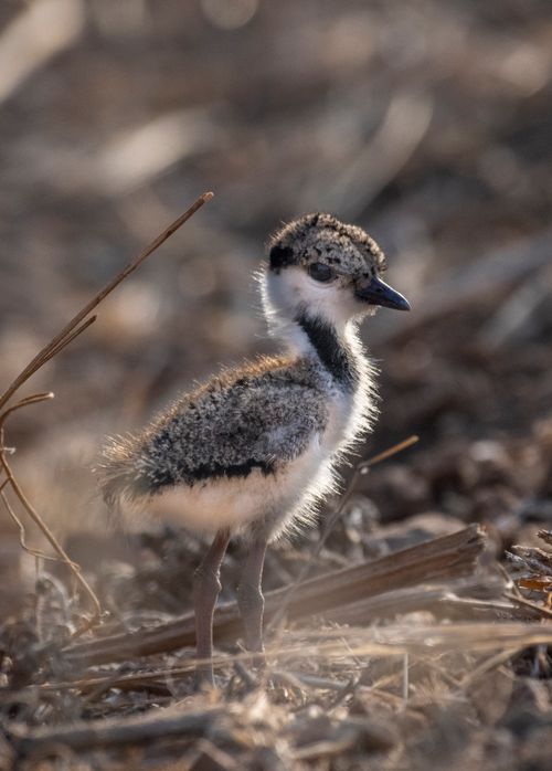 Free Adorable baby bird standing on the ground with blurred natural background. Stock Photo