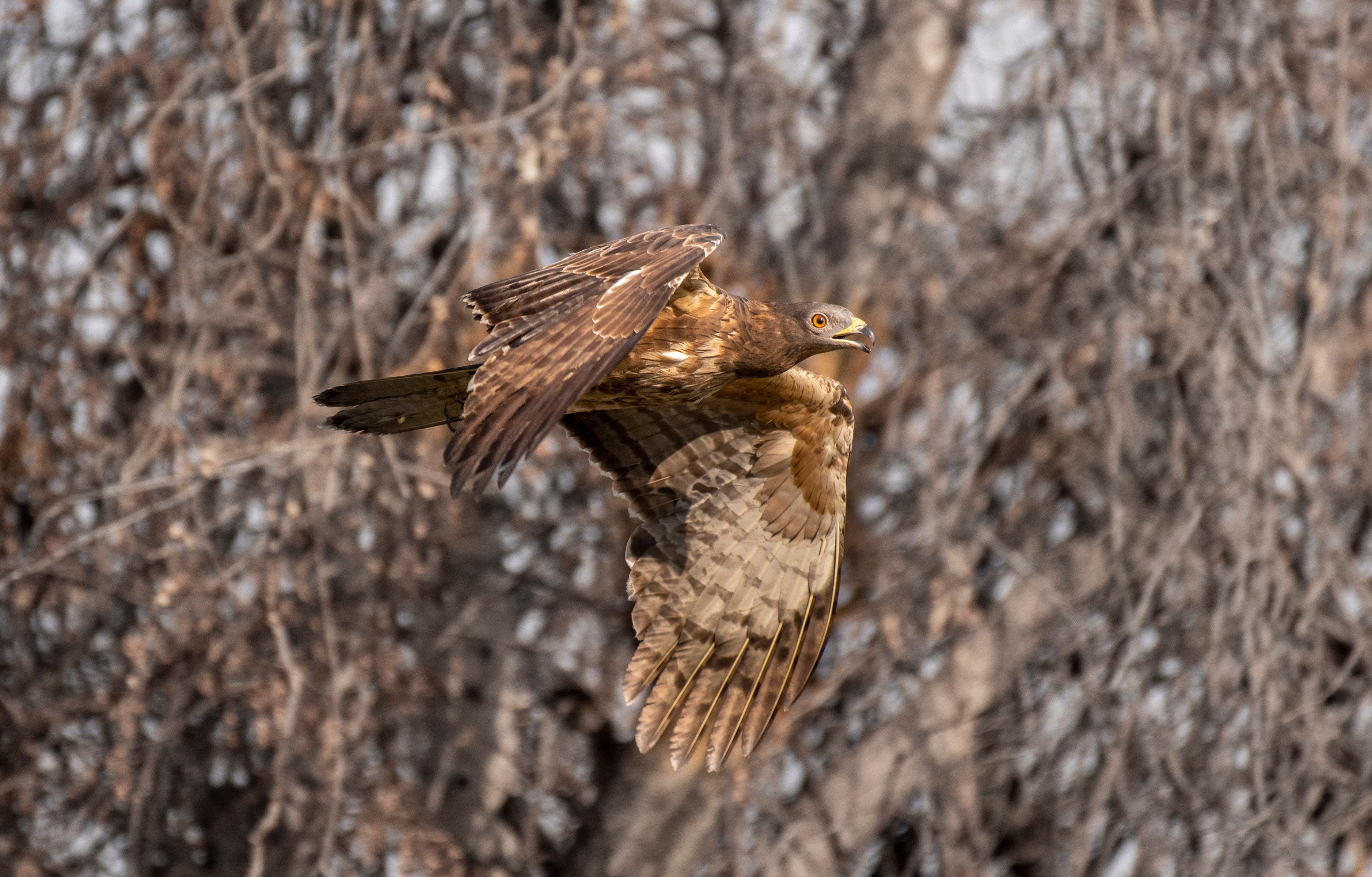 Hawk