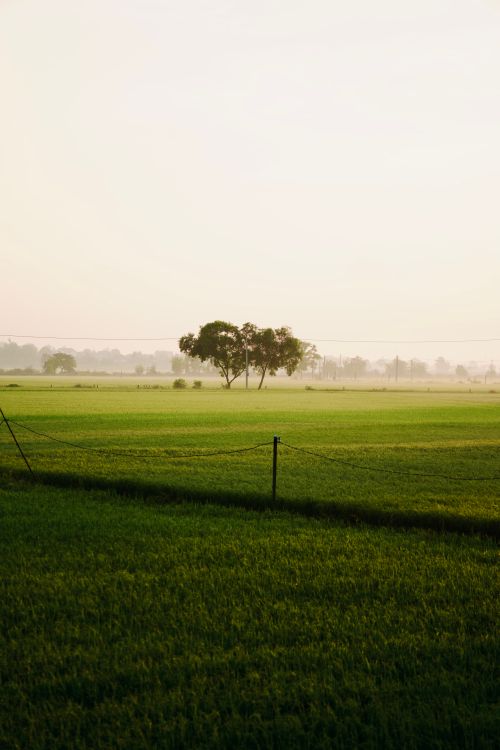Free A tranquil view of a green field with trees under a gentle sunrise light. Stock Photo