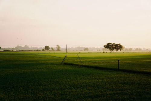 Free A serene view of a green field with soft morning light and distant trees. Stock Photo