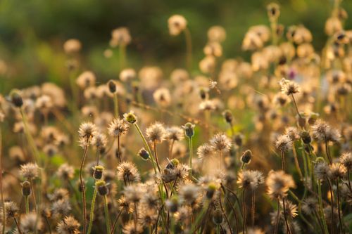 Free Golden hour sunlight on wildflowers in a serene summer meadow. Stock Photo