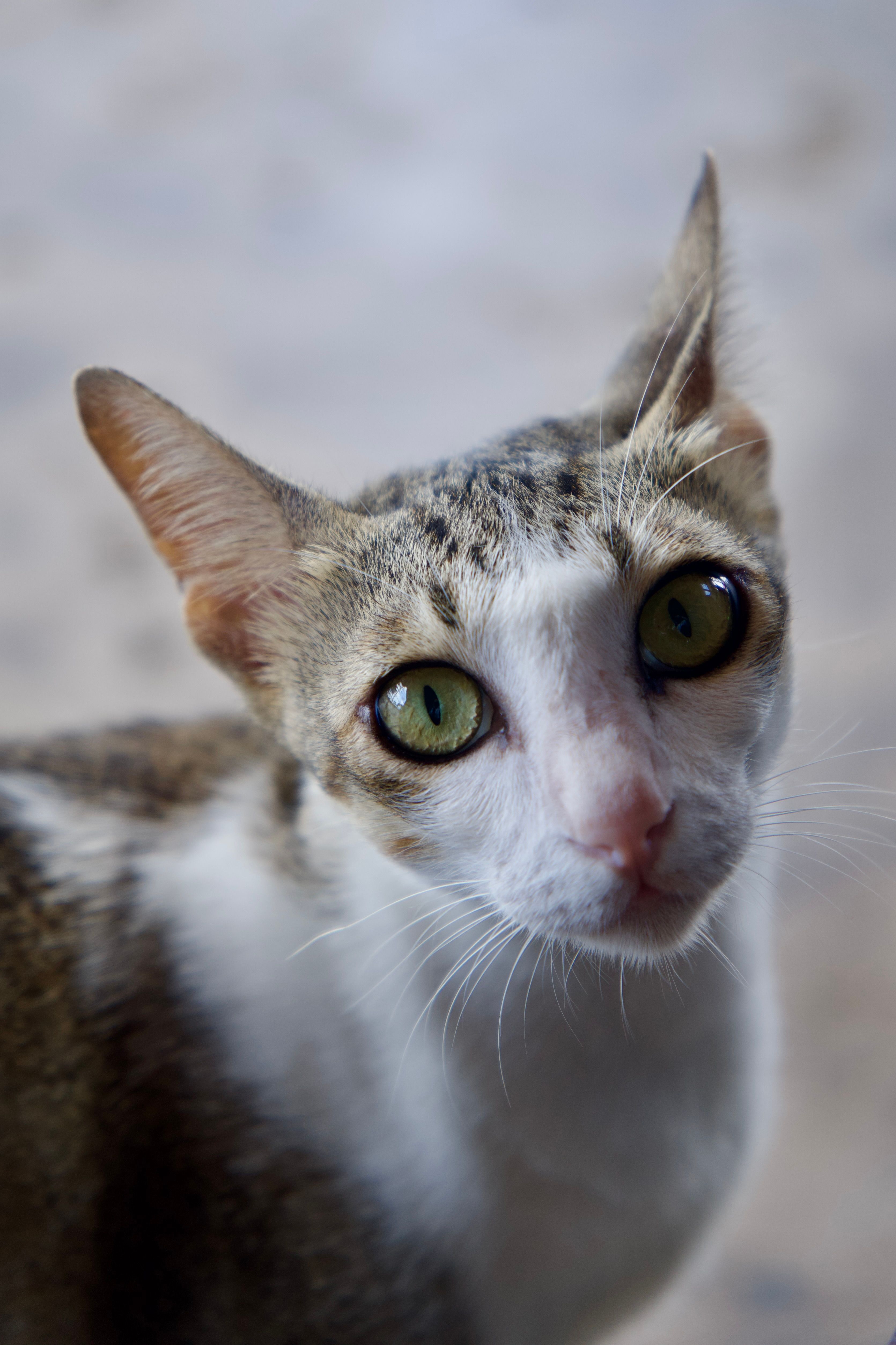 Detailed close-up of a cat with green eyes, showcasing its curiosity and attentiveness.