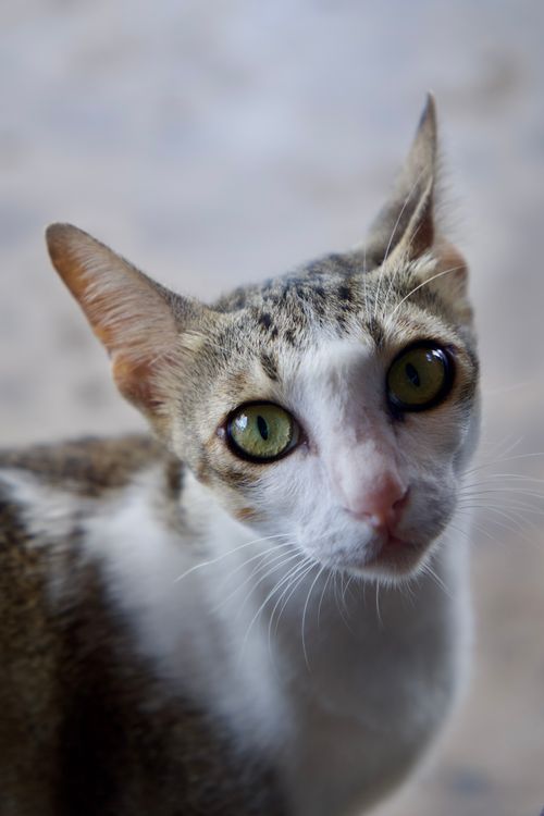 Free Detailed close-up of a cat with green eyes, showcasing its curiosity and attentiveness. Stock Photo