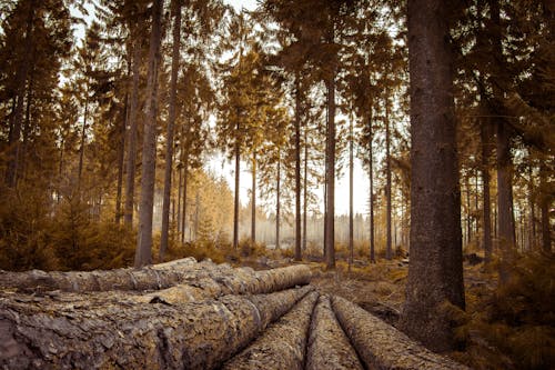 Free Cut Logs on Ground Surrounded With Tall Trees Stock Photo