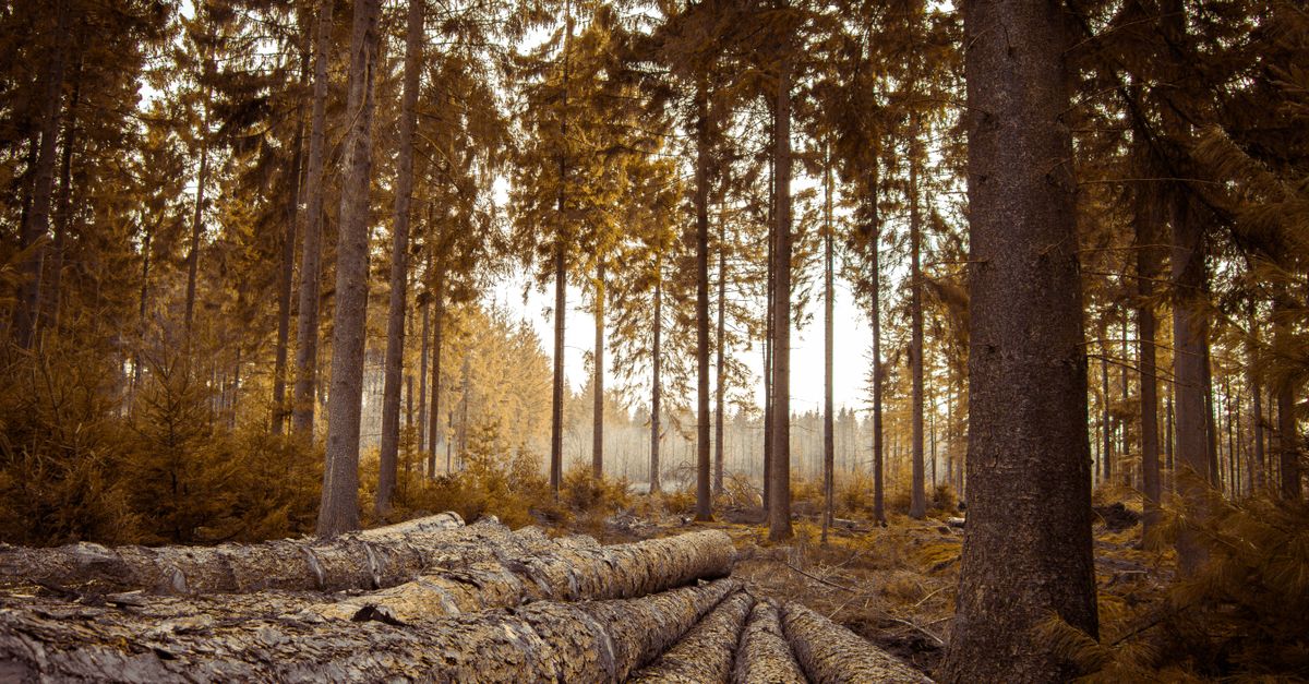 carbon sinks