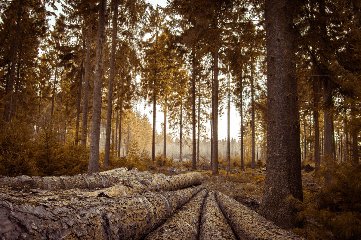Puits de carbone : rôle des forêts françaises - Les forêts françaises face au réchauffement climatique