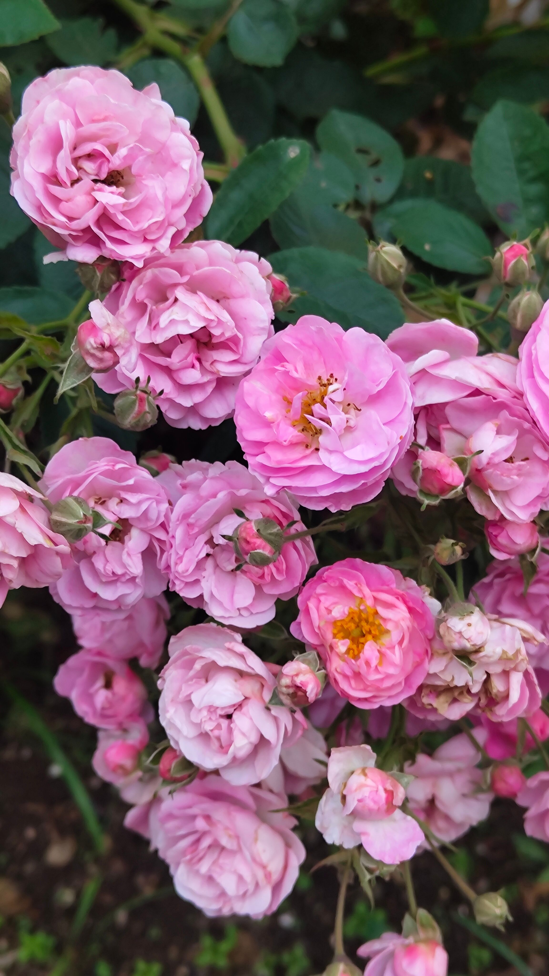 Vibrant Pink Roses Blooming in Summer Garden · Free Stock Photo
