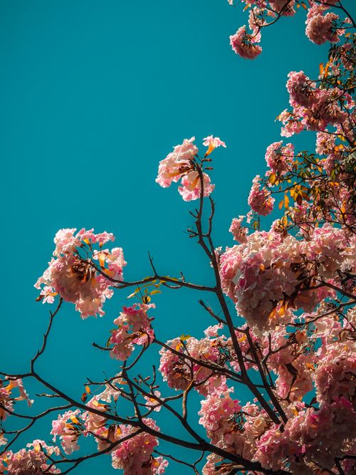 Free Beautiful vibrant pink flowers blooming on tree branches against a clear blue sky. Stock Photo