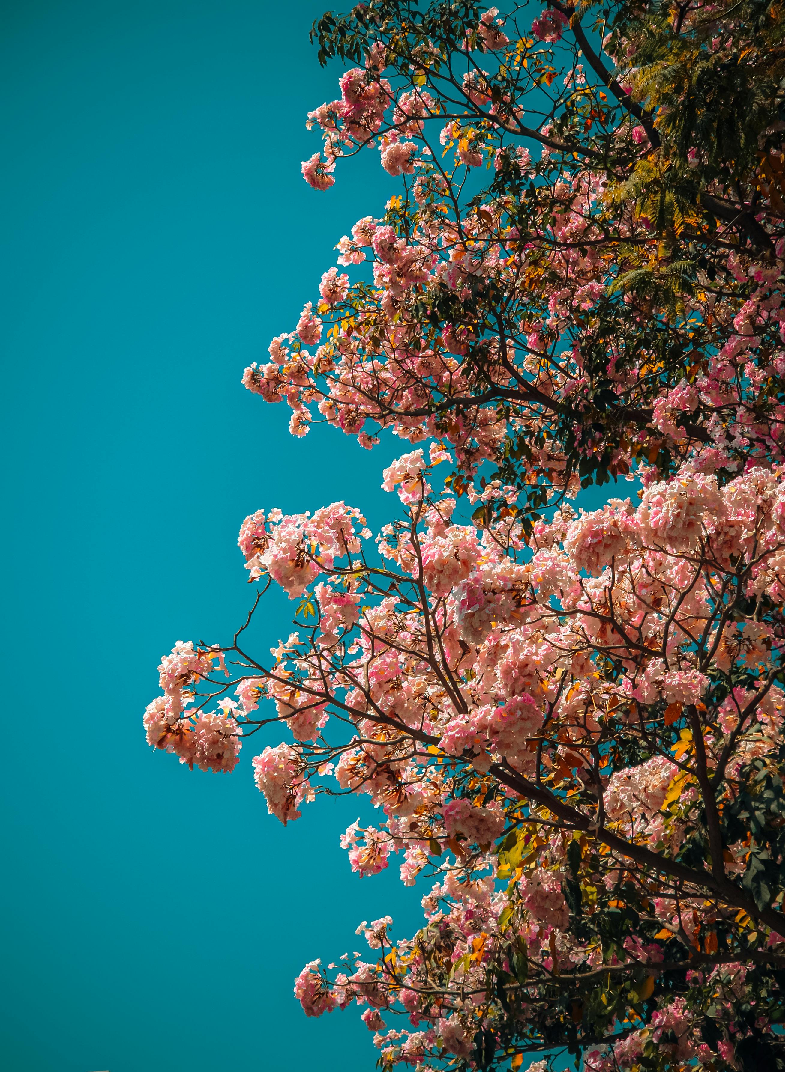 Vibrant pink Tabebuia blossoms contrast beautifully with the clear blue sky, capturing the essence of spring.