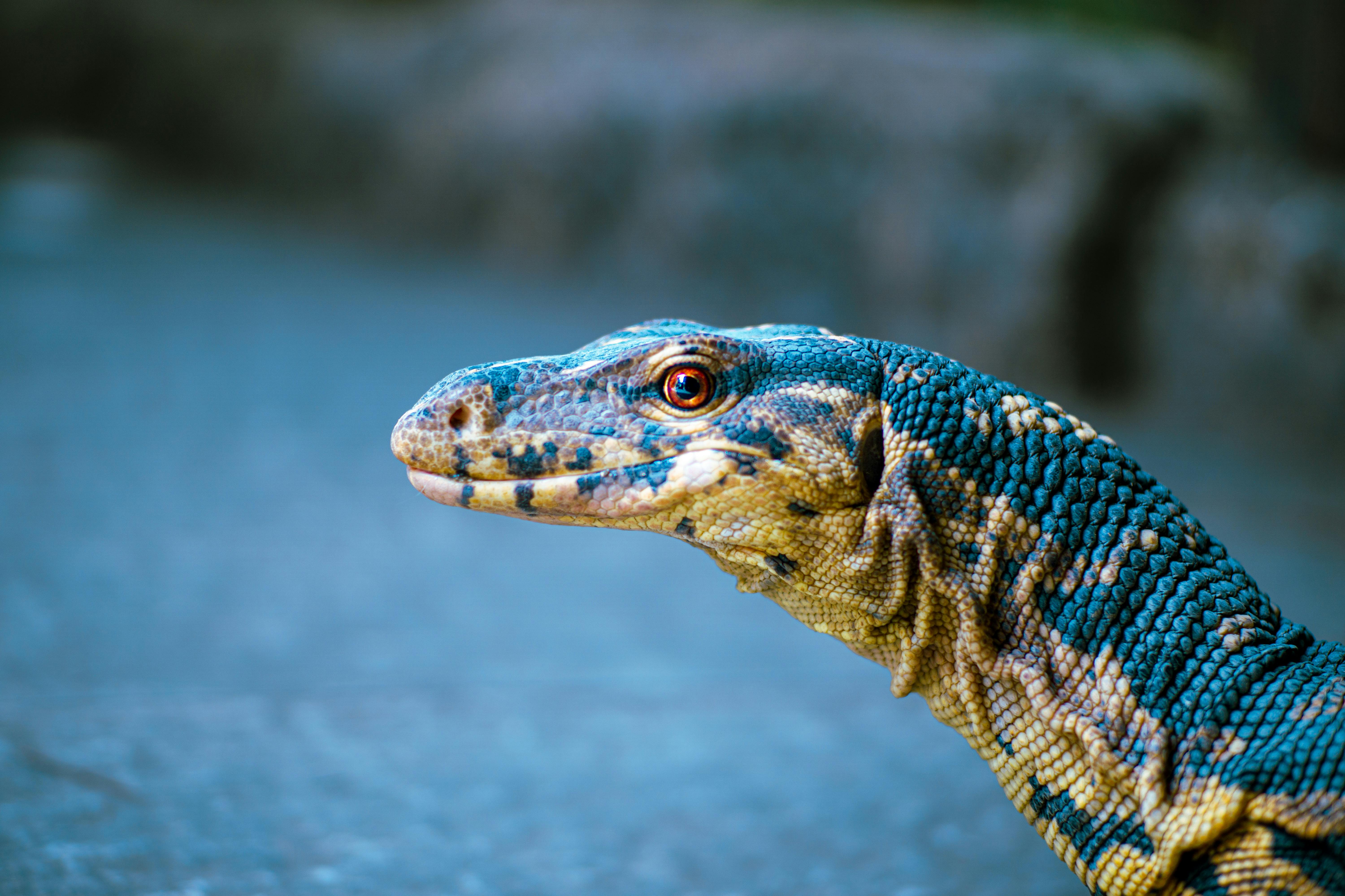 Detailed close-up of a colorful monitor lizard captured outdoors in Cebu City, Philippines.