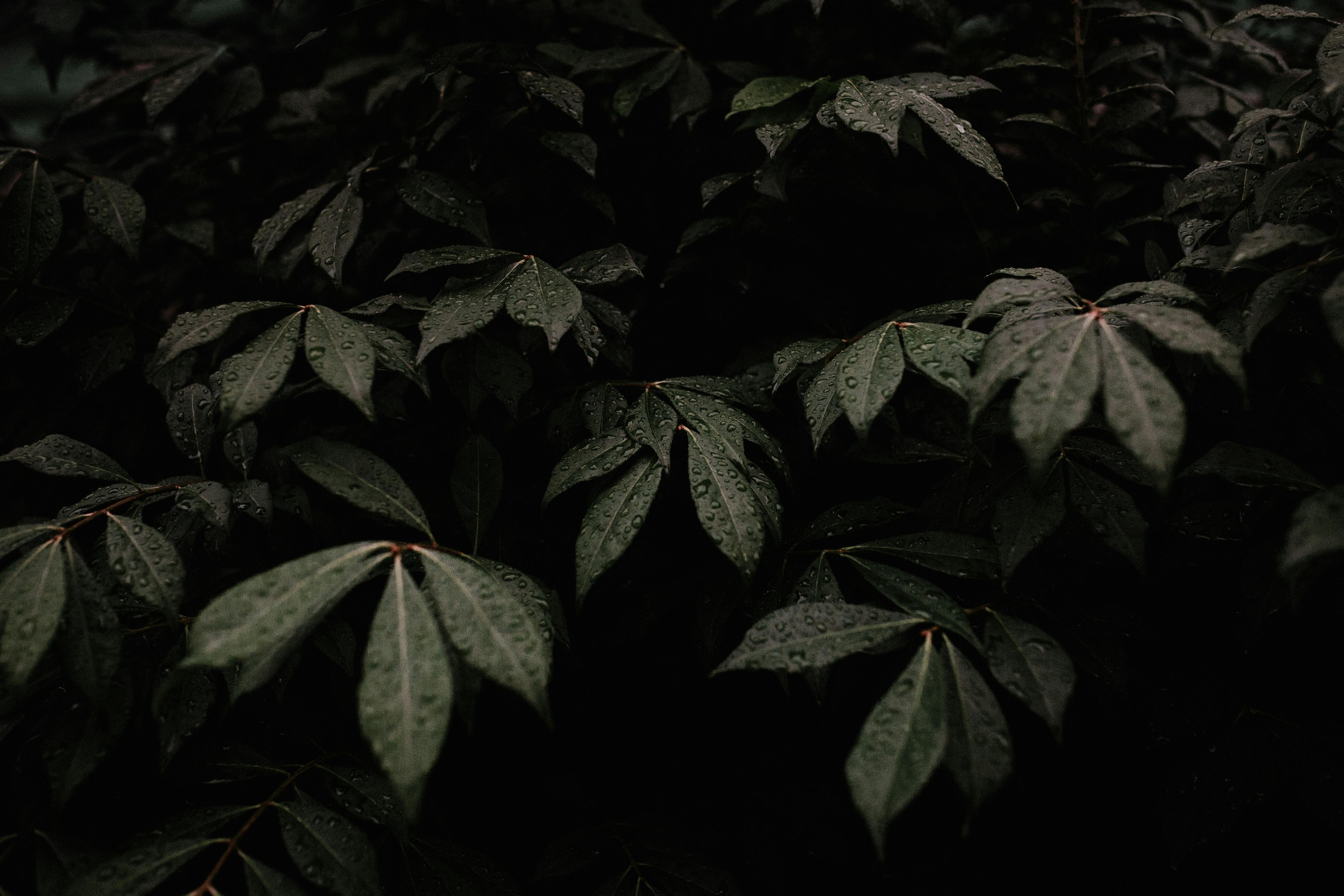 close up photo of green leaves