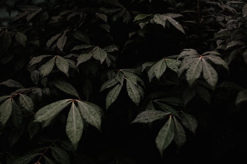 Foto De Primer Plano De Hojas Verdes