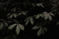 雨后，深色叶子喜怒无常地覆盖着露珠，展现了大自然的质感