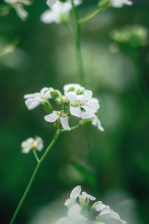 Free Beautiful macro shot of delicate white flowers in full bloom, capturing the essence of spring. Stock Photo