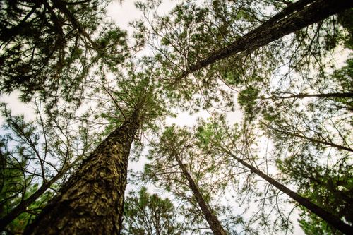 Free A view looking up at tall pine trees with a blue sky background in a serene forest. Stock Photo