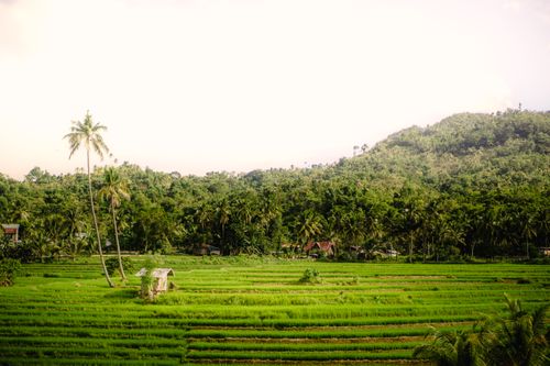 Free Scenic view of verdant rice terraces and palm trees in Central Visayas, Philippines. Stock Photo