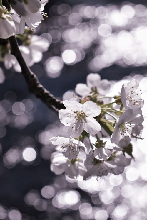Free Delicate white cherry blossoms with a sparkling bokeh light background, creating an enchanting spring atmosphere. Stock Photo