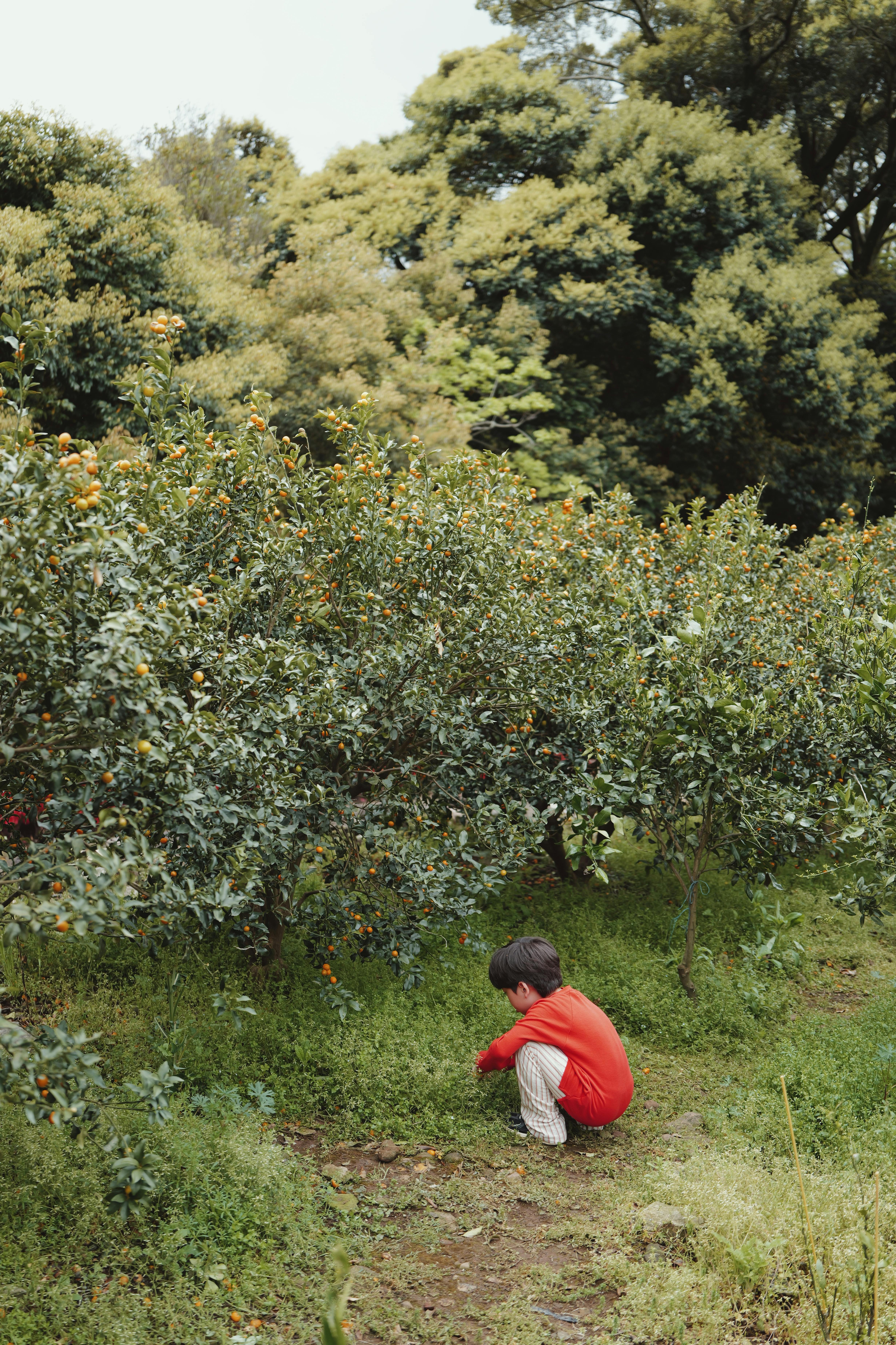 A young child in a red jacket crouches near orange trees, exploring a lush orchard on Jeju Island.