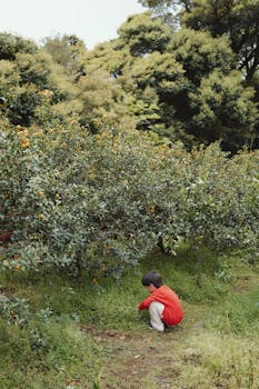 A young child in a red jacket crouches near orange trees, exploring a lush orchard on Jeju Island.