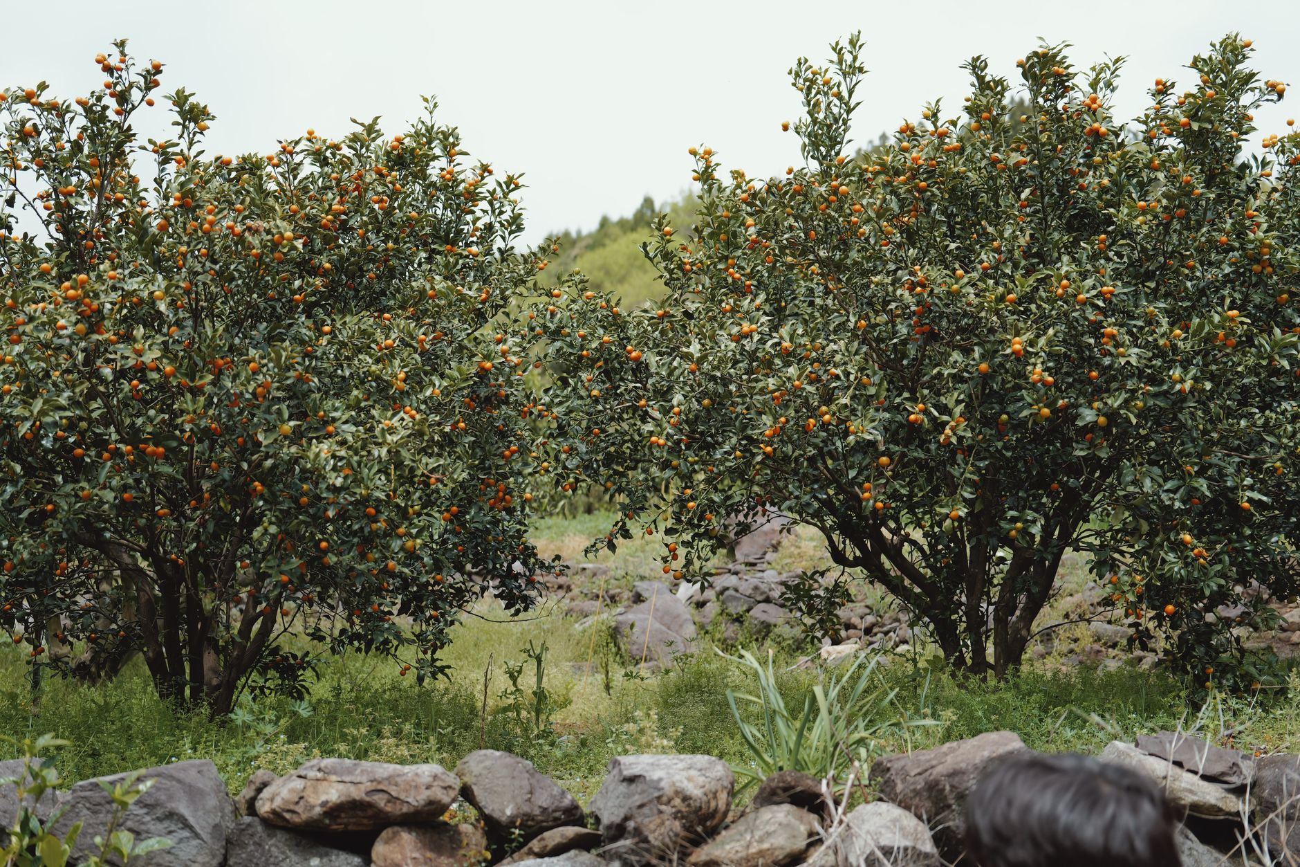 Lush orange trees in a serene outdoor orchard on Jeju Island.