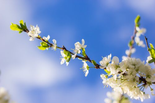 Free Spring cherry blossoms in full bloom against a vibrant blue sky. Stock Photo