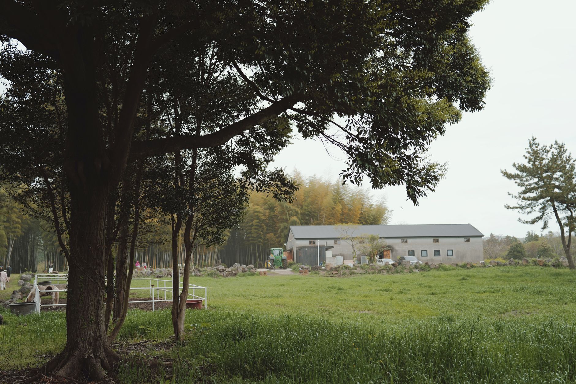 Beautiful rural scene with lush greenery and distant farmhouse under a tree.