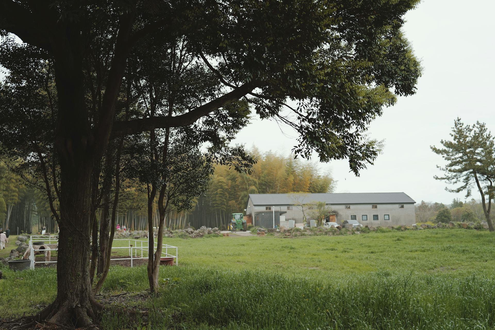 Beautiful rural scene with lush greenery and distant farmhouse under a tree.