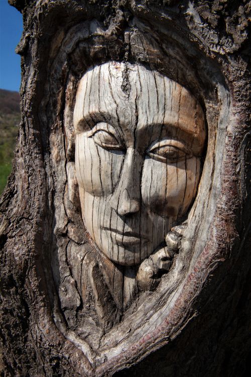 Free Detailed close-up of a carved face in a tree trunk in Gara Bov, Bulgaria. Stock Photo