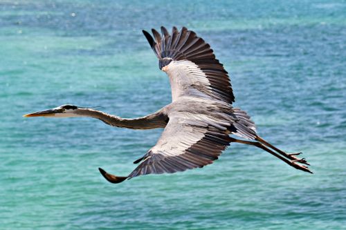 Free Great Blue Heron flying gracefully over the clear ocean waters of Longboat Key, Florida. Stock Photo