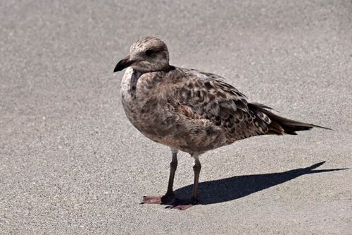 Free Close-up of a seagull standing on sandy beach in Sarasota, Florida. Stock Photo