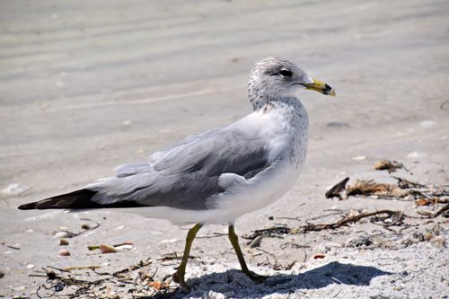 Free A seagull on the sandy beach of Sarasota, Florida, in bright daylight. Stock Photo