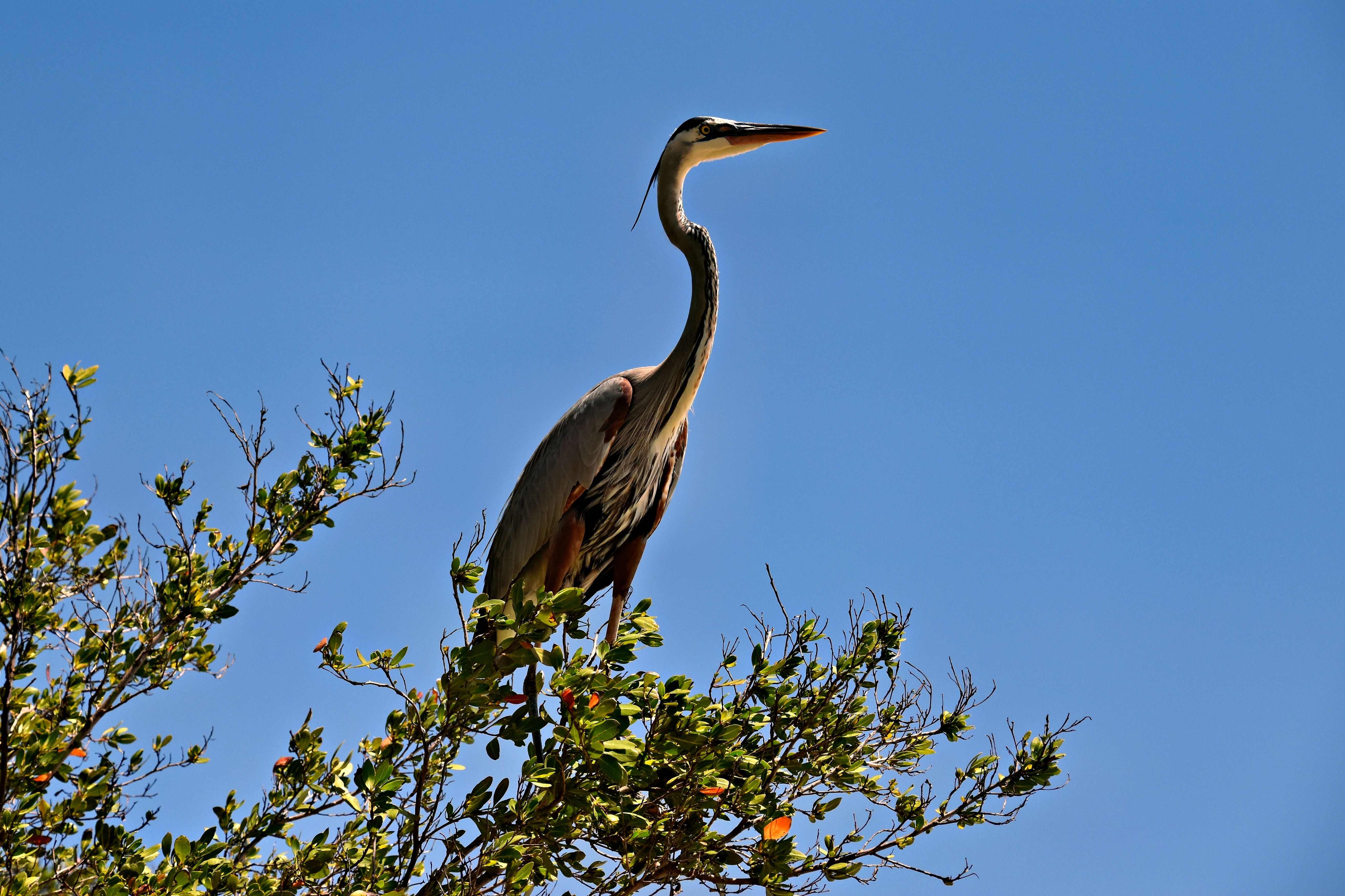 Majestic Great Blue Heron perched on a tree in sunny Sarasota, Florida, against a clear blue sky.