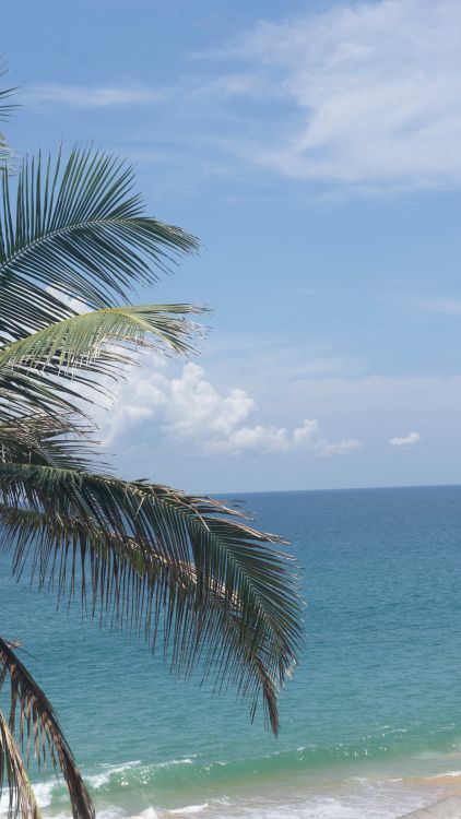 Tropical Beach with Blue Ocean and Palm Trees · Free Stock Photo