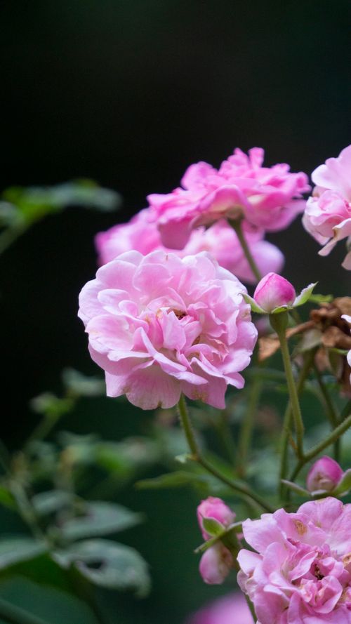 Free Beautiful pink roses captured in full bloom, contrasting against a dark background. Stock Photo