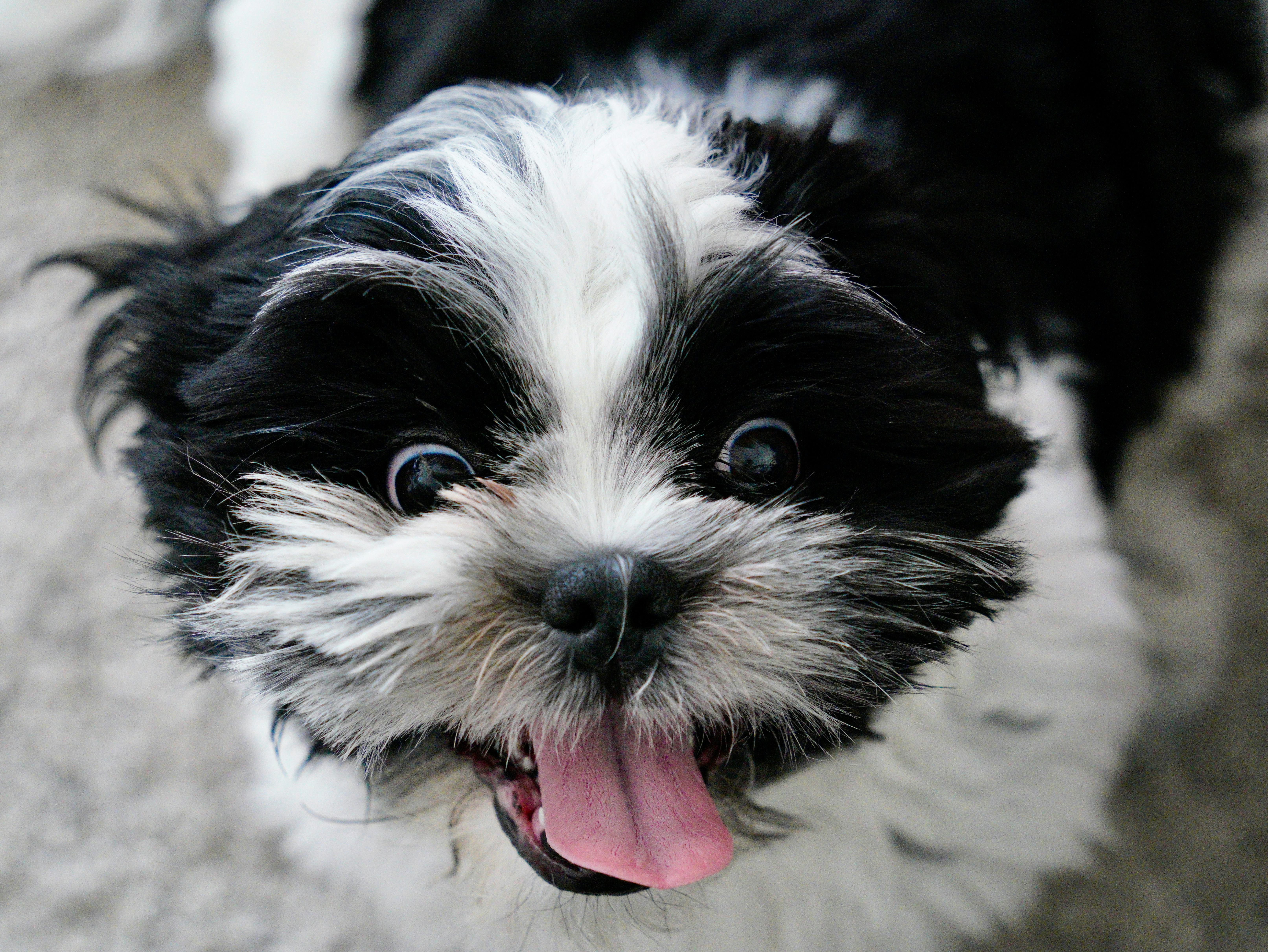 pet care pet safety — Photo by Damir K . on Pexels