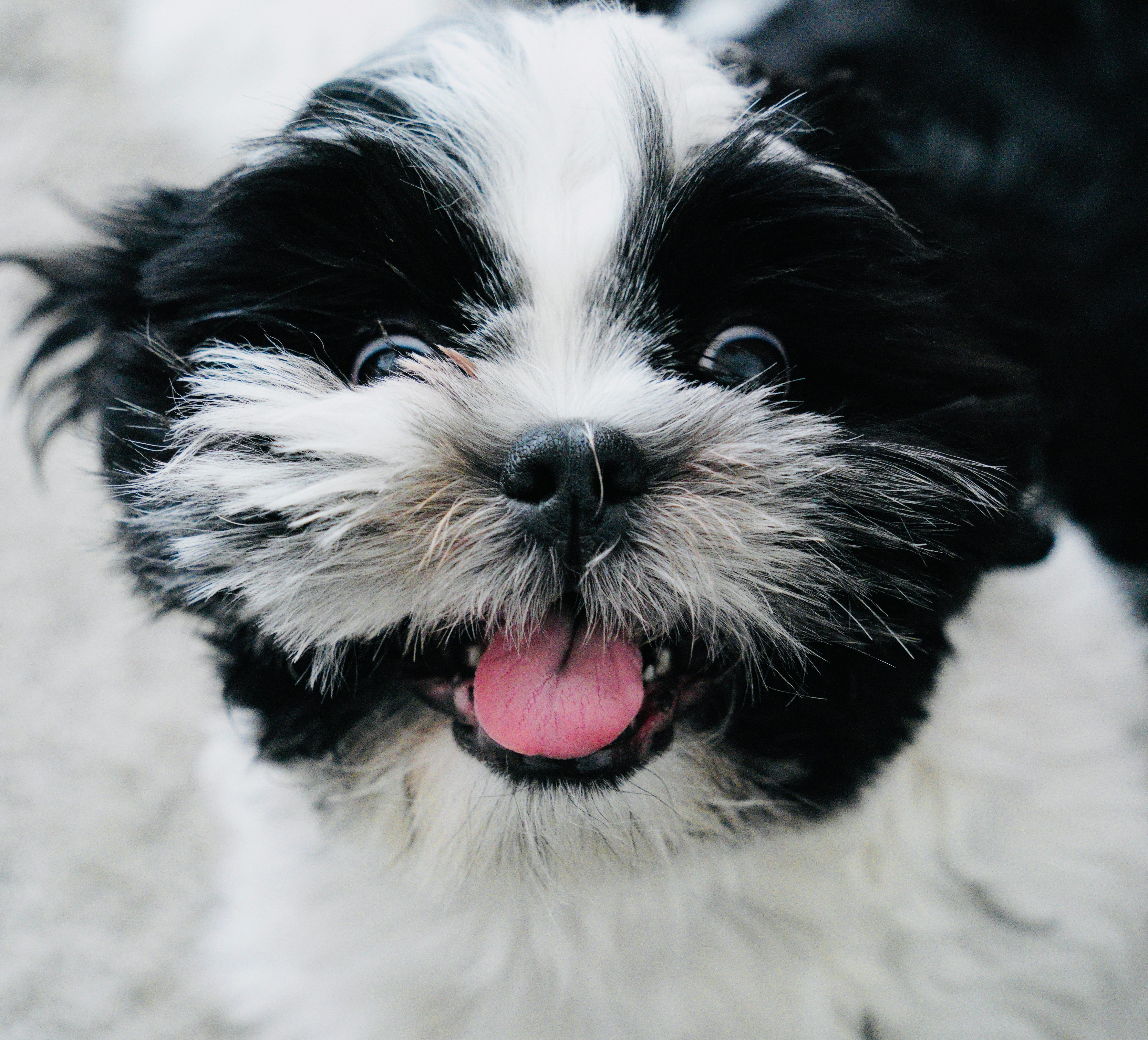 Shih Tzu και Μάτια: Τα Οφθαλμολογικά Προβλήματα που Πρέπει να Ξέρετε