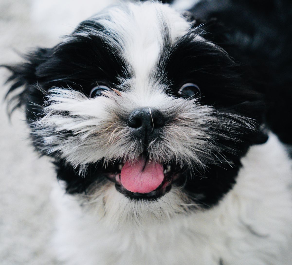 Sitzhu A Cute Shih Tzu in Close-up Photography · Free Stock Photo
