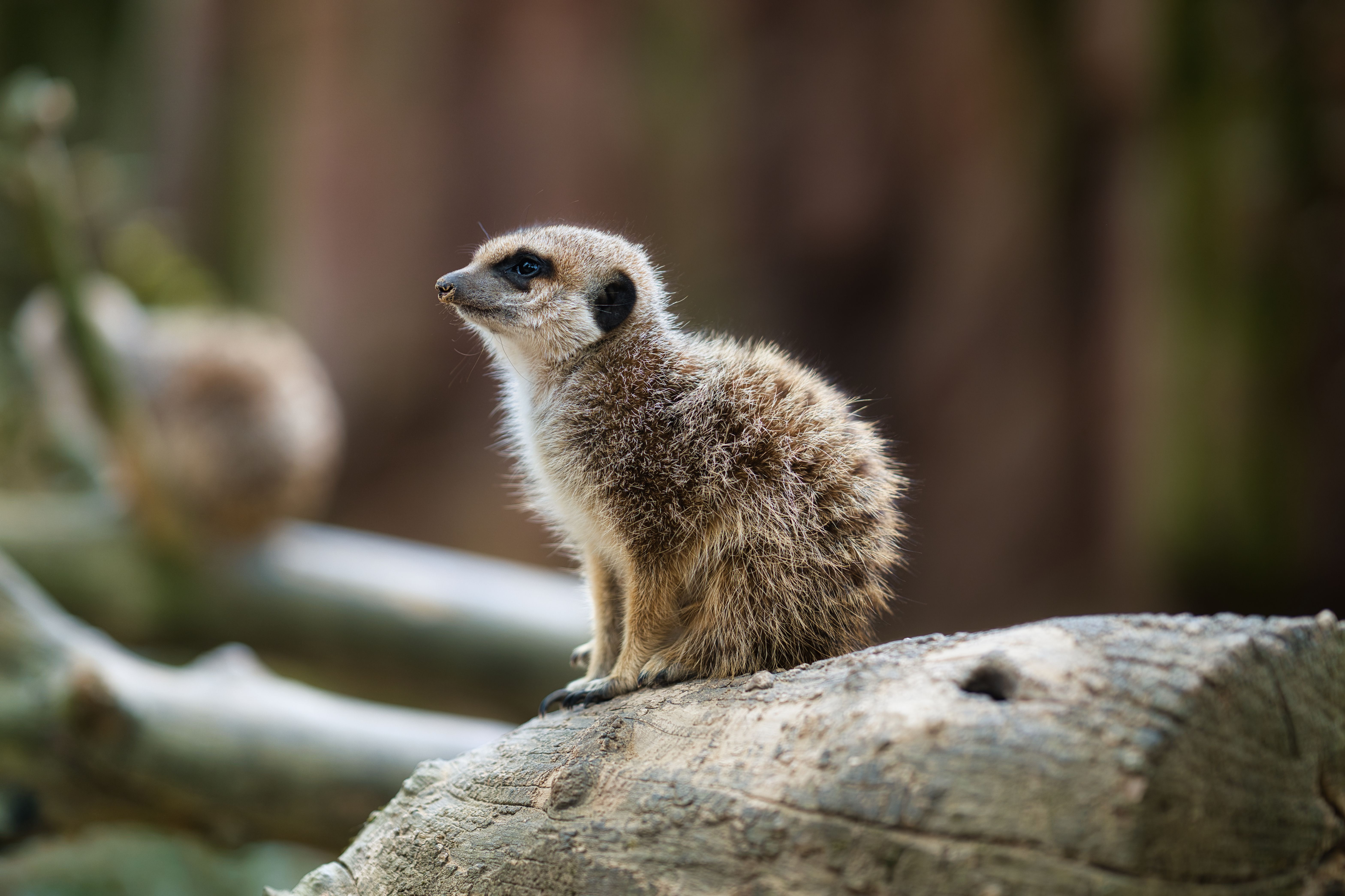 Meerkat Experience