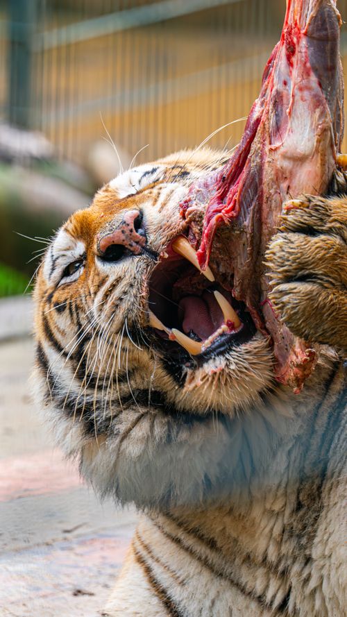 Free Close-up of a Bengal tiger savoring raw meat in İstanbul Zoo, showcasing its powerful presence. Stock Photo