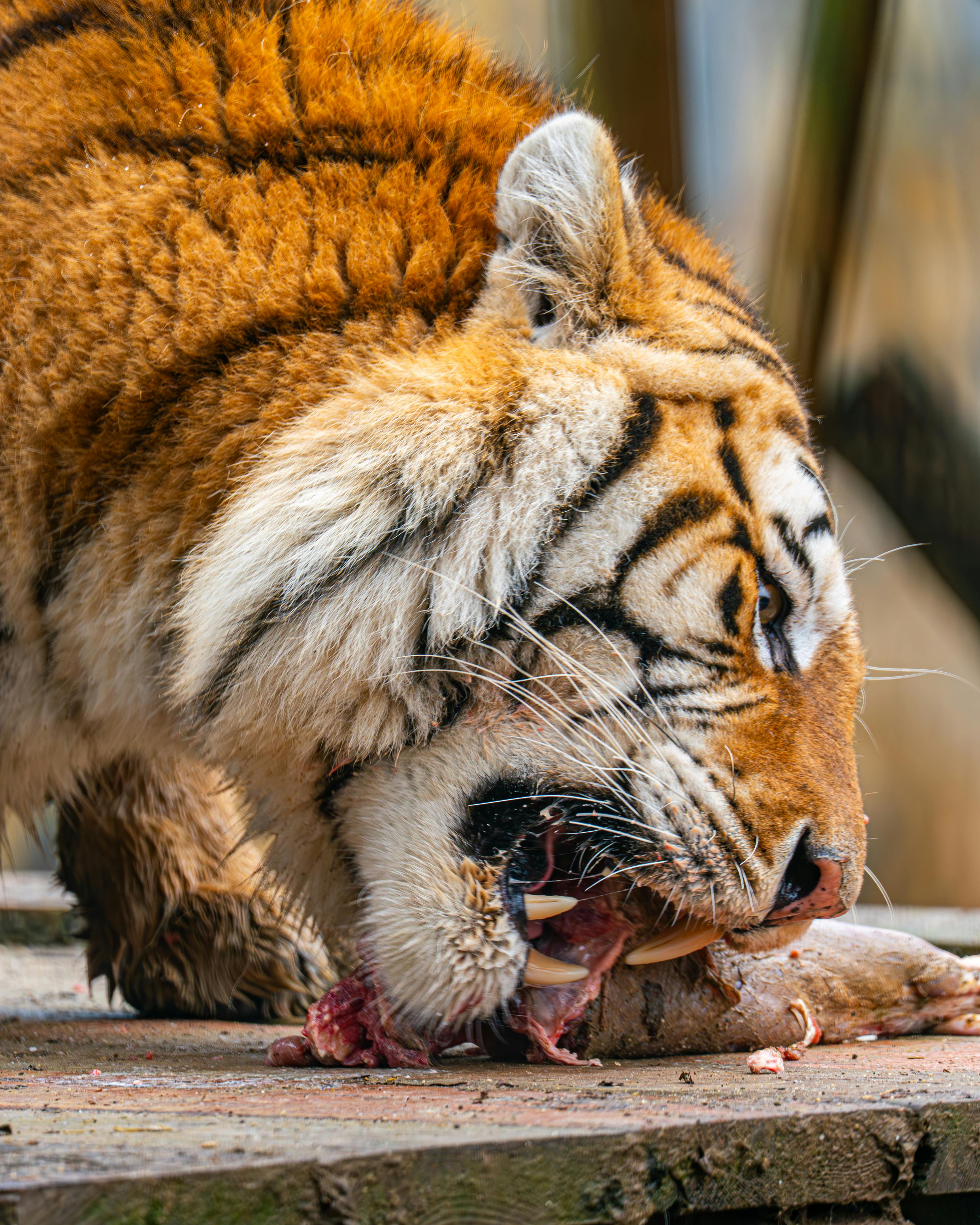 Close-up of a Tiger Feeding in the Wild · Free Stock Photo, image size:4000x5000