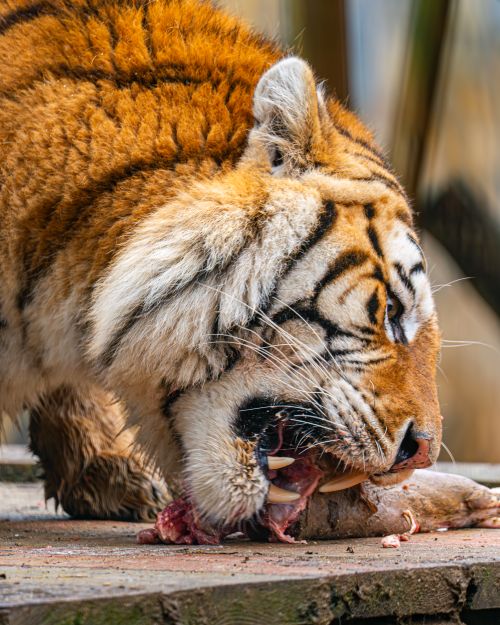 Free A powerful tiger devouring prey, showcasing its fierce and majestic nature. Stock Photo