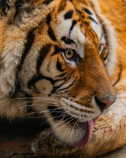 Stunning close-up of a Bengal tiger licking its paw, showcasing its intricate stripes and intense gaze.