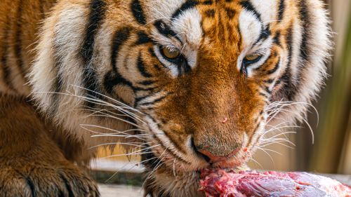 Free Bengal tiger intensely devouring raw meat, showcasing its powerful demeanor. Stock Photo